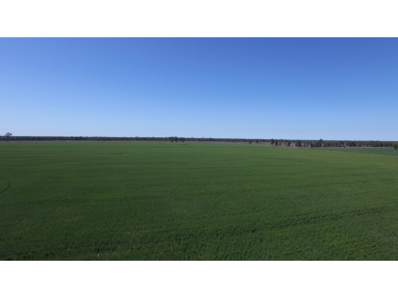4089 ROMA – CONDAMINE RD, Condamine QLD 4416