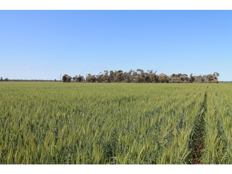4089 ROMA – CONDAMINE RD, Condamine QLD 4416