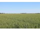 4089 ROMA – CONDAMINE RD, Condamine QLD 4416