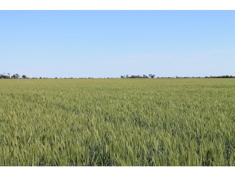 4089 ROMA – CONDAMINE RD, Condamine QLD 4416
