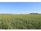 4089 ROMA – CONDAMINE RD, Condamine QLD 4416