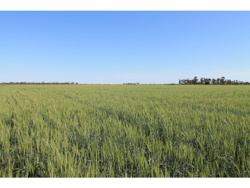 4089 ROMA – CONDAMINE RD, Condamine QLD 4416
