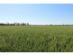 4089 ROMA – CONDAMINE RD, Condamine QLD 4416