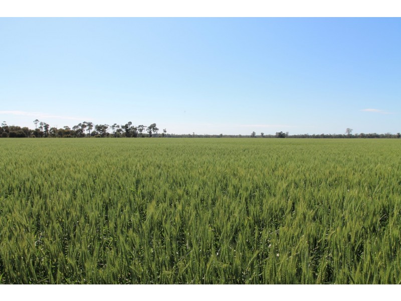 4089 ROMA – CONDAMINE RD, Condamine QLD 4416