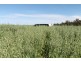 715 POWRUNNA ROAD, St George QLD 4487