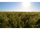 410 Booligar Road, Dirranbandi QLD 4486