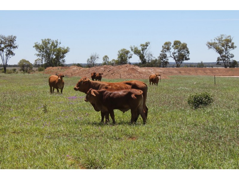 4895 TEELBA ROAD, Glenmorgan QLD 4423