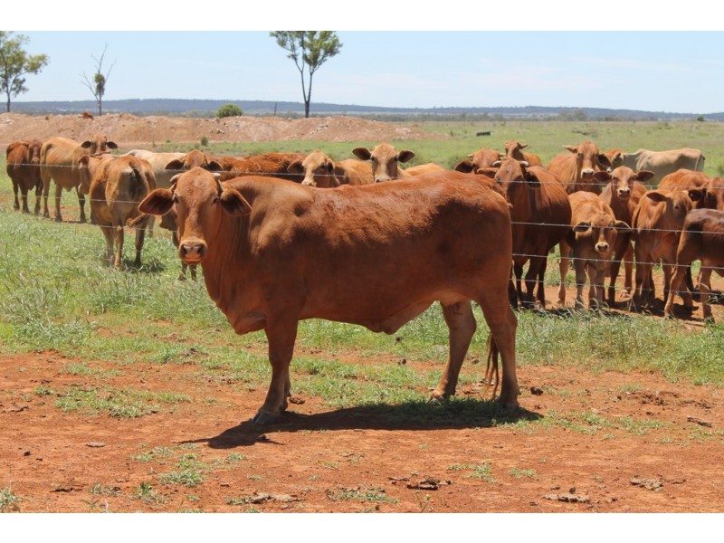 4895 TEELBA ROAD, Glenmorgan QLD 4423