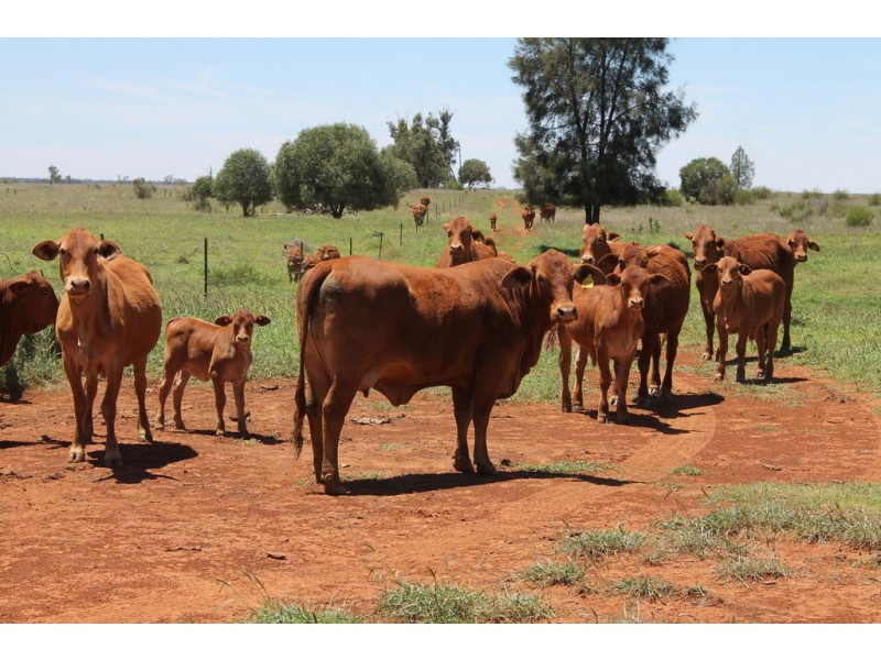 4895 TEELBA ROAD, Glenmorgan QLD 4423