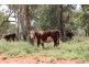 . BALONNE HWY, St George QLD 4487