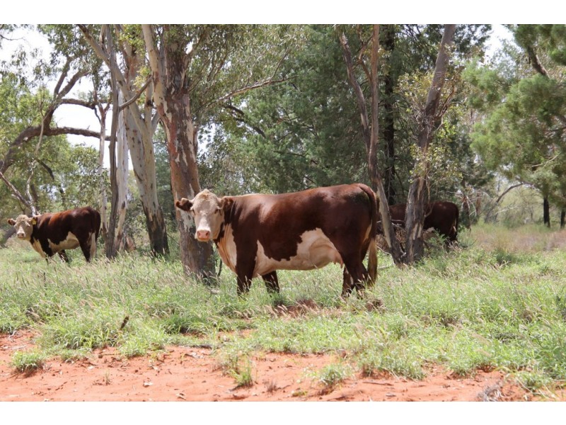 . BALONNE HWY, St George QLD 4487
