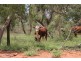 . BALONNE HWY, St George QLD 4487