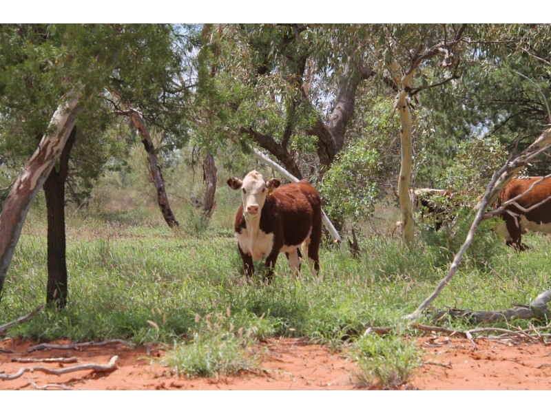 . BALONNE HWY, St George QLD 4487
