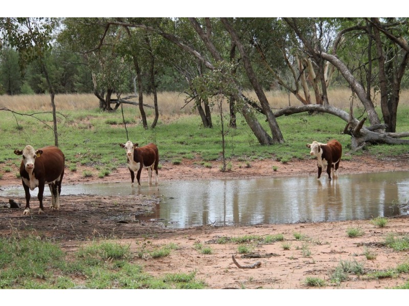 . BALONNE HWY, St George QLD 4487