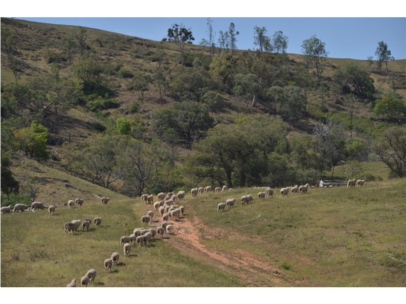 2755 Triamble Road, Triamble NSW 2850