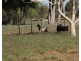 426 DILQUI ROAD, Wycombe QLD 4455
