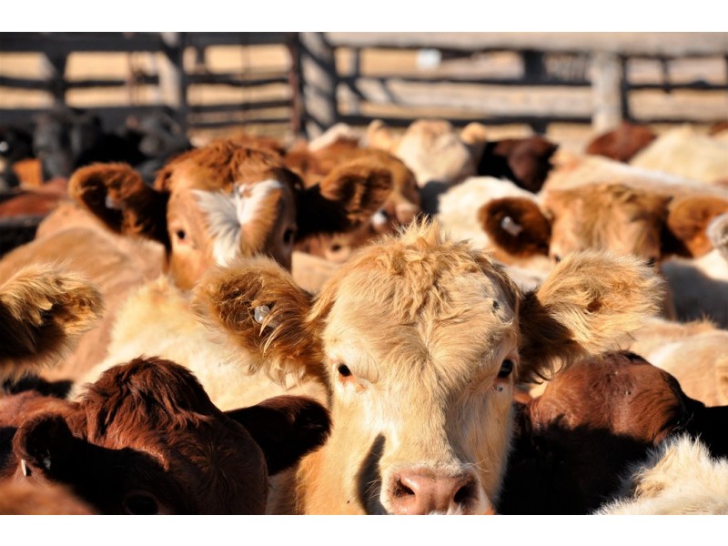 12543 Old Moonie Road, Westmar QLD 4422