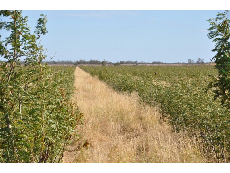 12543 Old Moonie Road, Westmar QLD 4422