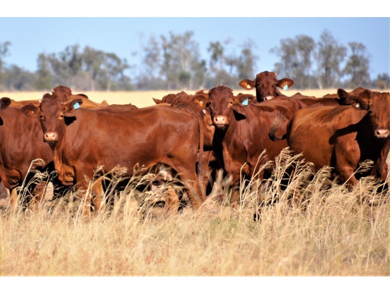 12543 Old Moonie Road, Westmar QLD 4422