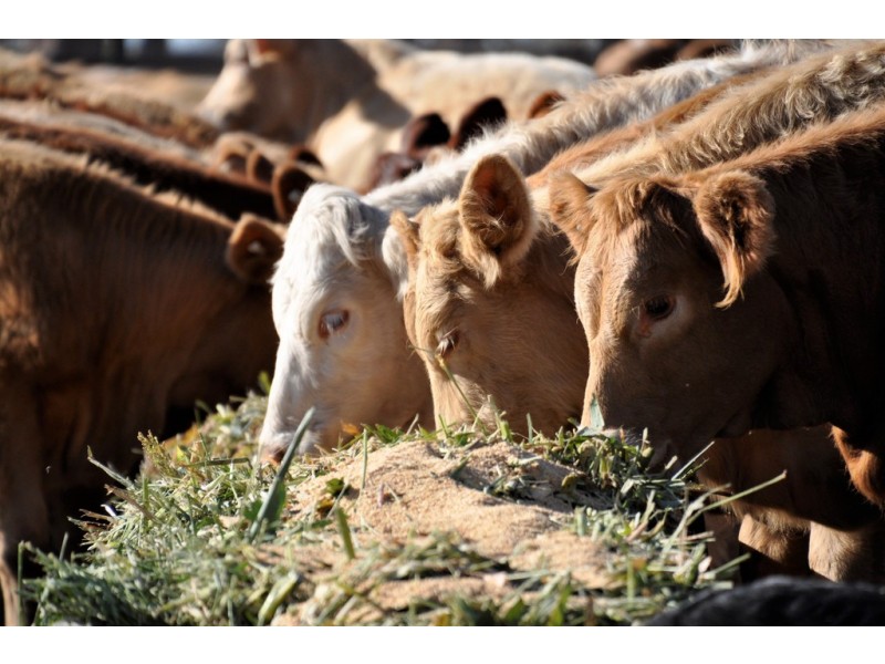 12543 Old Moonie Road, Westmar QLD 4422