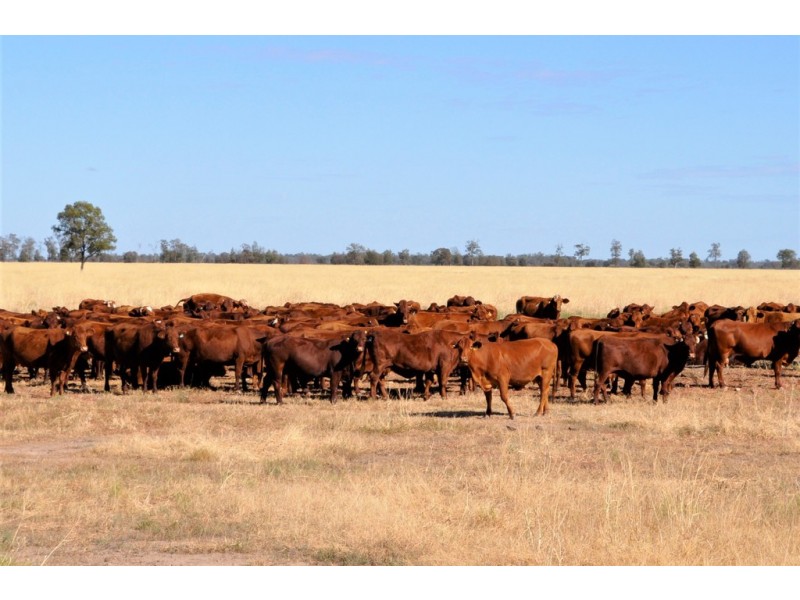 12543 Old Moonie Road, Westmar QLD 4422