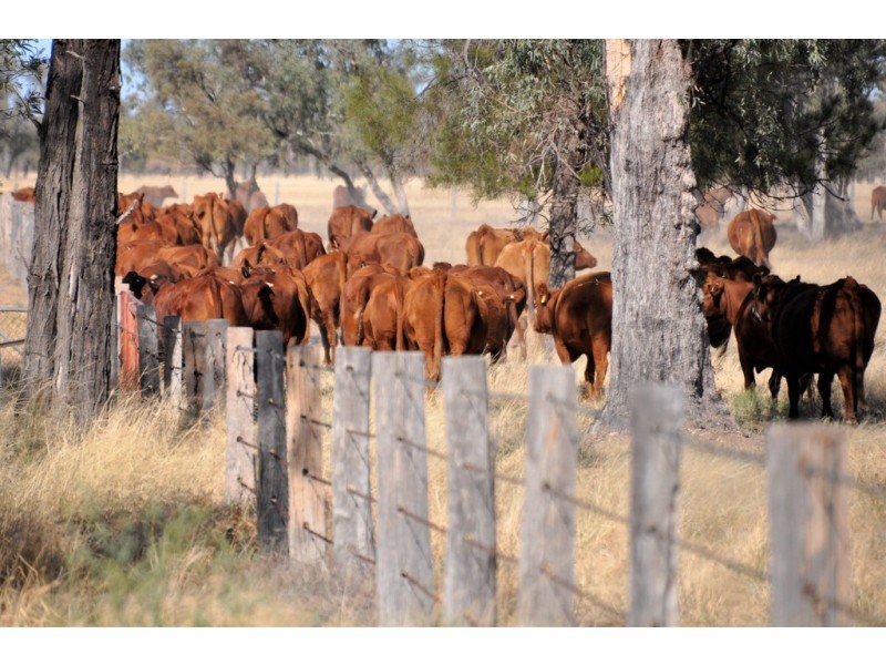 12543 Old Moonie Road, Westmar QLD 4422