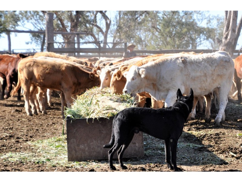 12543 Old Moonie Road, Westmar QLD 4422