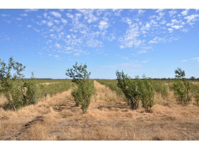 12543 Old Moonie Road, Westmar QLD 4422