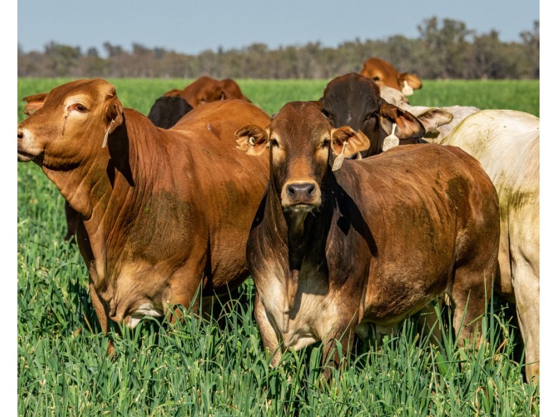 914 RETREAT ROAD, Warkon QLD 4417