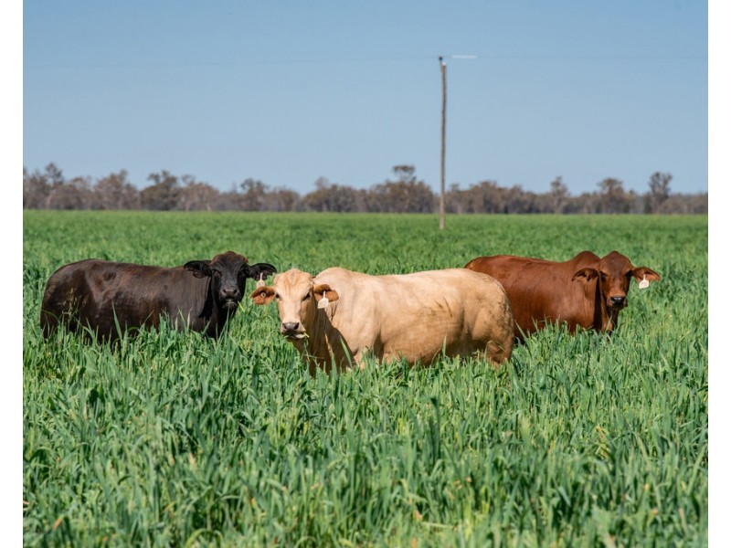 914 RETREAT ROAD, Warkon QLD 4417