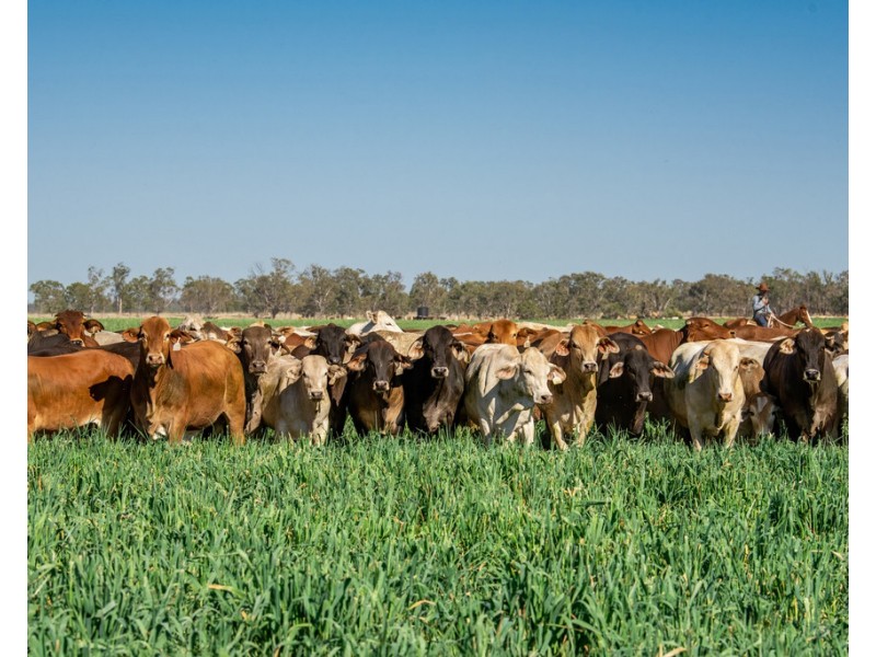 914 RETREAT ROAD, Warkon QLD 4417