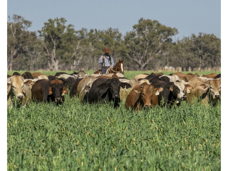 914 RETREAT ROAD, Warkon QLD 4417