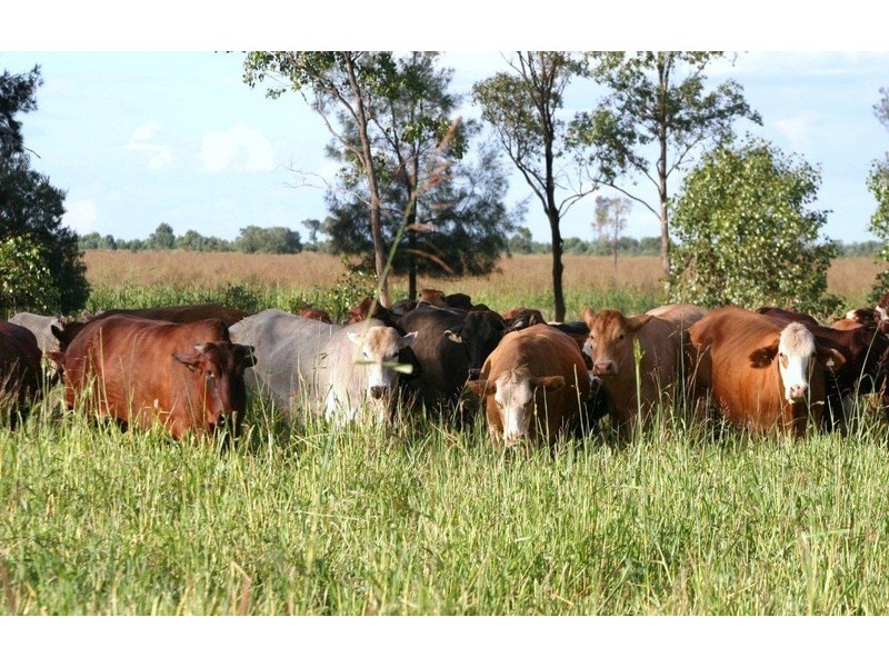 “ALTONVALE” MOONIE HWY, St George QLD 4487