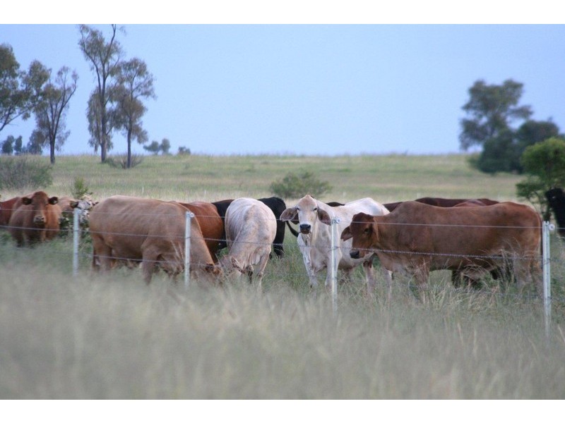 “ALTONVALE” MOONIE HWY, St George QLD 4487