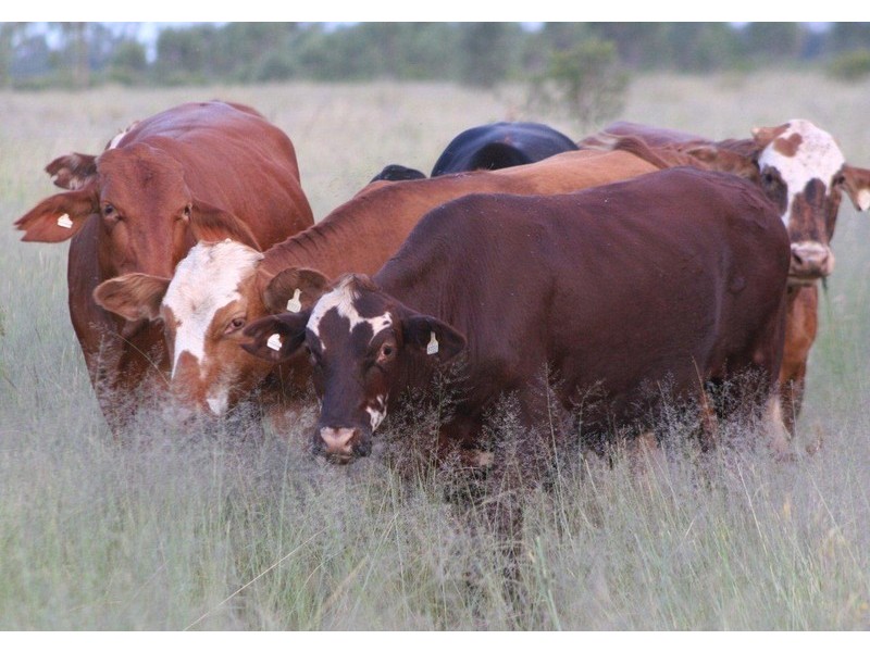 “ALTONVALE” MOONIE HWY, St George QLD 4487