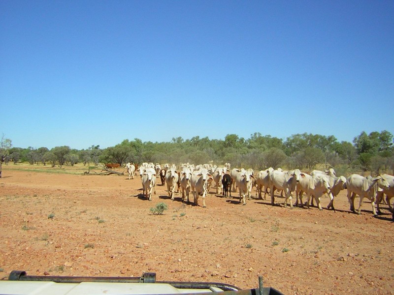 . THOMSON DEVELOPMENTAL   RD, Jundah QLD 4736