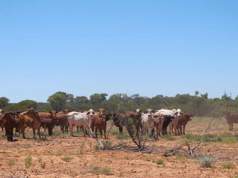 . THOMSON DEVELOPMENTAL   RD, Jundah QLD 4736