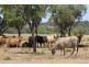 . THOMSON DEVELOPMENTAL   RD, Jundah QLD 4736