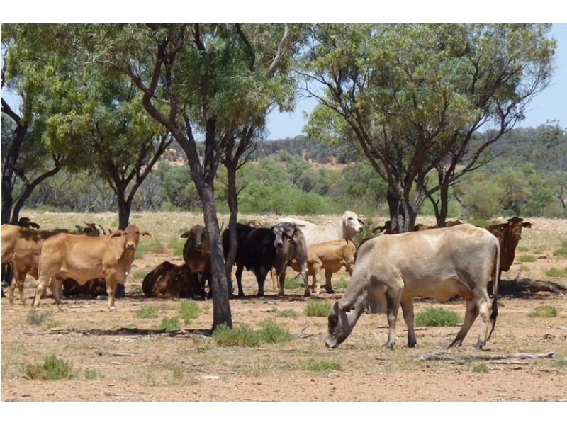 . THOMSON DEVELOPMENTAL   RD, Jundah QLD 4736