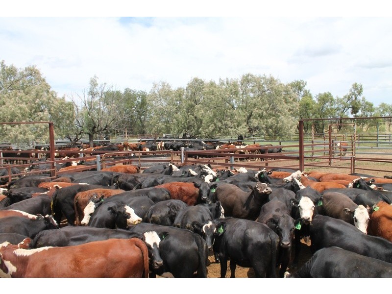 . CHAMBERS ROAD, Taroom QLD 4420