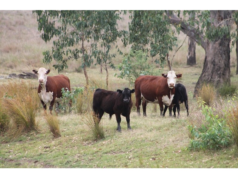 . CHAMBERS ROAD, Taroom QLD 4420