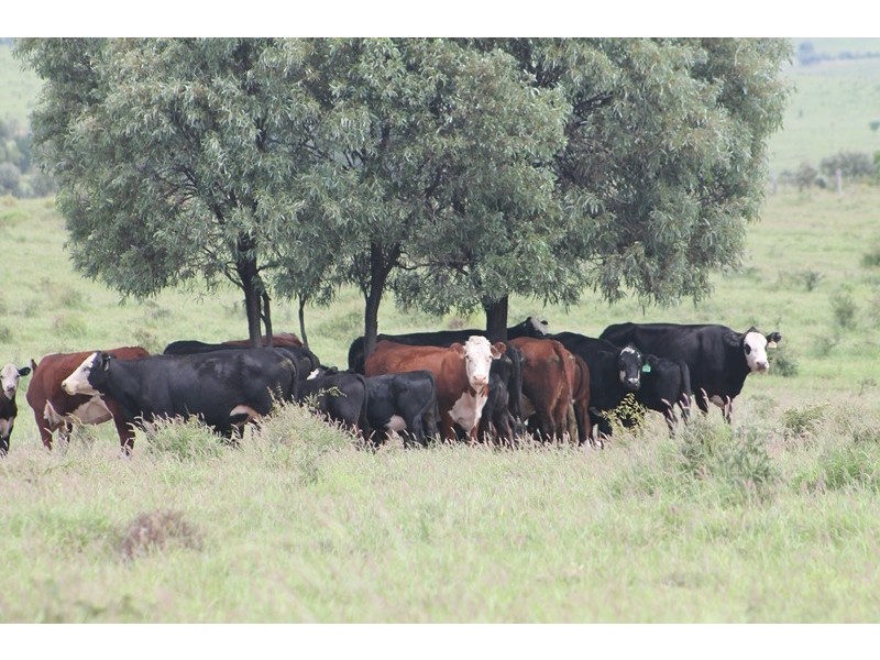 . CHAMBERS ROAD, Taroom QLD 4420