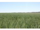 1097 FEAS ROAD, Talwood QLD 4496