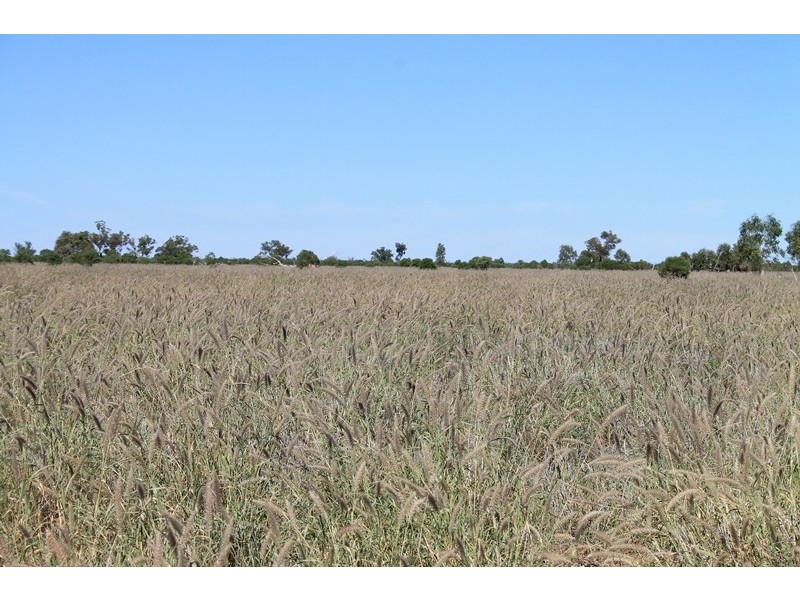 . RUNNEYMEDE ROAD, Bollon QLD 4488