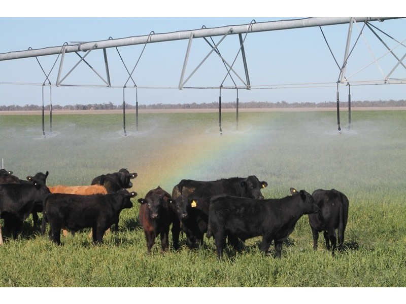 Lot 1 “Ballandool Station” Ballandool Road, Hebel QLD 4486