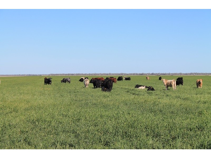 Lot 1 “Ballandool Station” Ballandool Road, Hebel QLD 4486