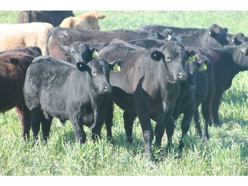 Lot 1 “Ballandool Station” Ballandool Road, Hebel QLD 4486