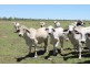 . Access Road, Croydon QLD 4871