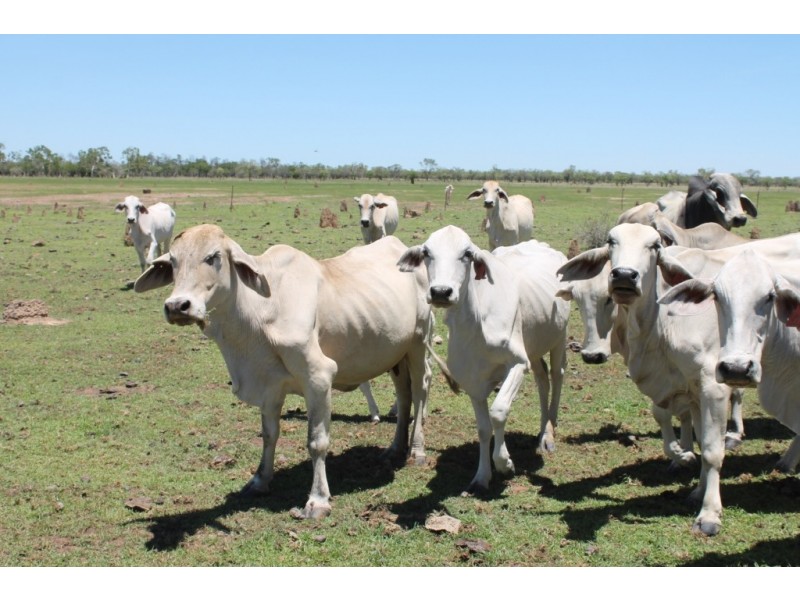 . Access Road, Croydon QLD 4871