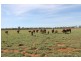 . HONEYMAH LANE, Dirranbandi QLD 4486